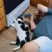 It’s right my favorite toy there, papa ! Funny and Cute Cats and Owner Moments – Cute mischievous