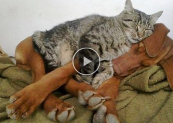 When your cat meets dogs and instantly falls in love – Cute mischievous