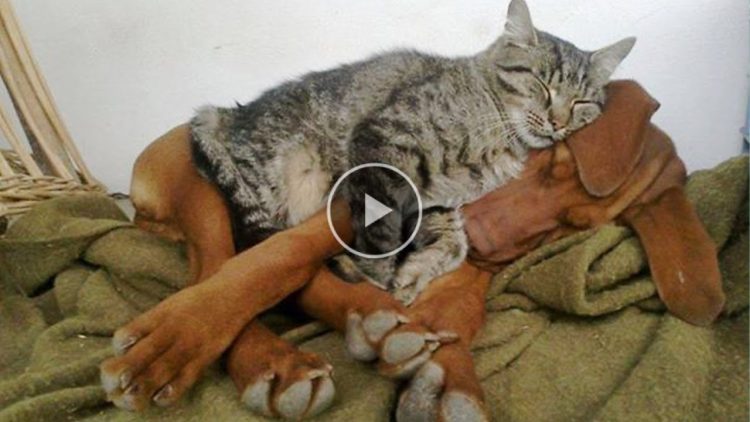 When your cat meets dogs and instantly falls in love – Cute mischievous