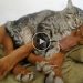 When your cat meets dogs and instantly falls in love – Cute mischievous