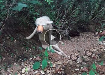 He was thrown into the trash with his mouth taped, his legs were broken and he was left to die in agony because of a human being. – Cute mischievous