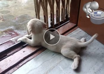 Mahi is watching her mother work and playing cutely while waiting for her. – Cute mischievous