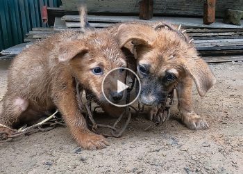 Rescue two poor dogs tied up with giant chains and abandoned at Abandoned Factory & we adopted them – Cute mischievous