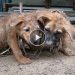 Rescue two poor dogs tied up with giant chains and abandoned at Abandoned Factory & we adopted them – Cute mischievous