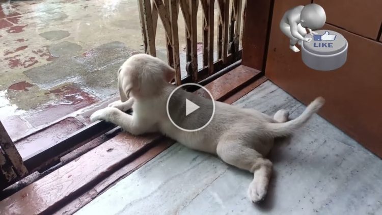 Mahi is watching her mother work and playing cutely while waiting for her. – Cute mischievous